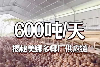 600吨/天！揭秘美娜多椰厂供应链